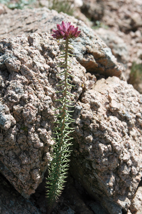 Image of Pseudosedum lievenii specimen.