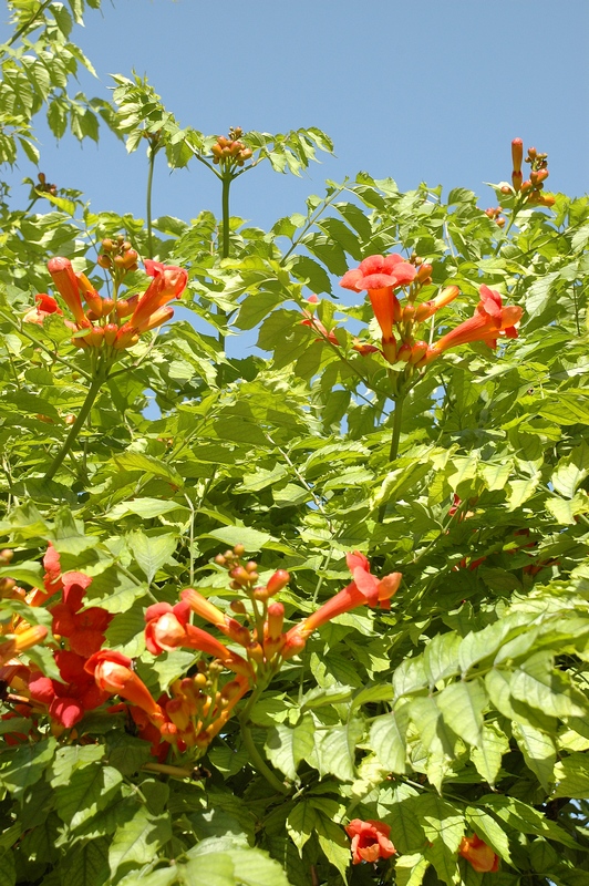 Image of Campsis radicans specimen.