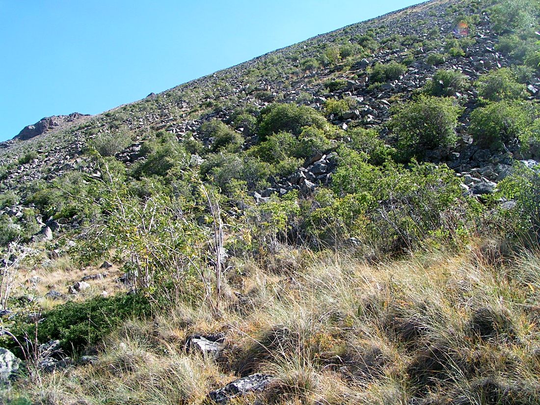 Image of Salix sajanensis specimen.