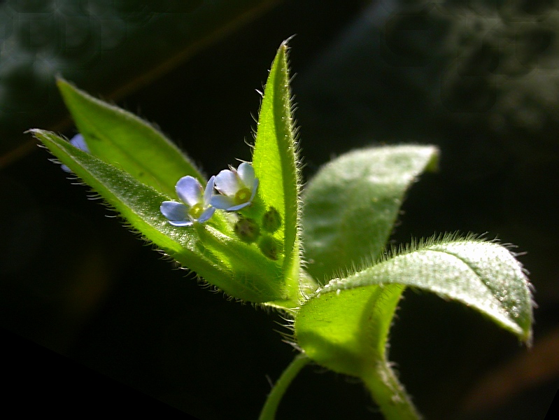 Image of Myosotis sparsiflora specimen.