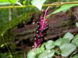 Phytolacca americana. Соцветие с плодами. Кавказ, Сочинский р-н, 10 км В пос. Лазаревское, окр. пос. Татьяновка. 28 сентября 2005 г.