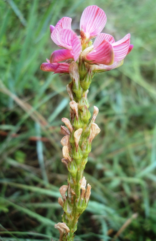 Image of Onobrychis sibirica specimen.