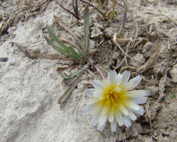 Image of Taraxacum leucanthum specimen.