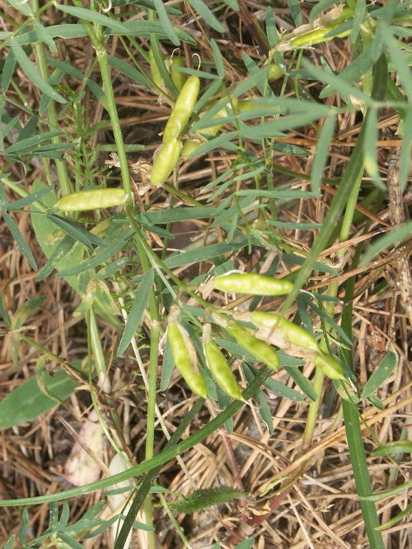 Image of Astragalus arenarius specimen.