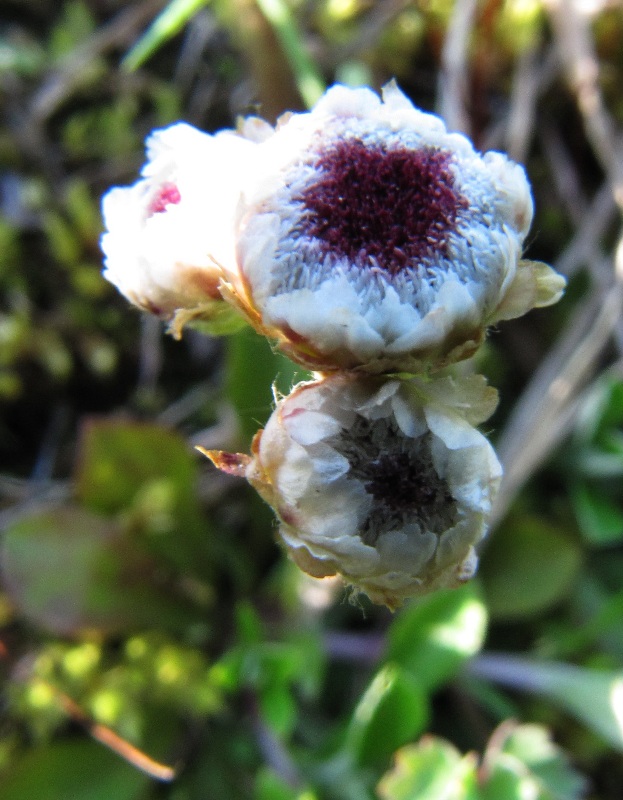 Image of Antennaria alpina specimen.