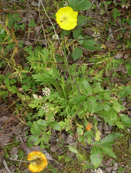 Image of genus Papaver specimen.