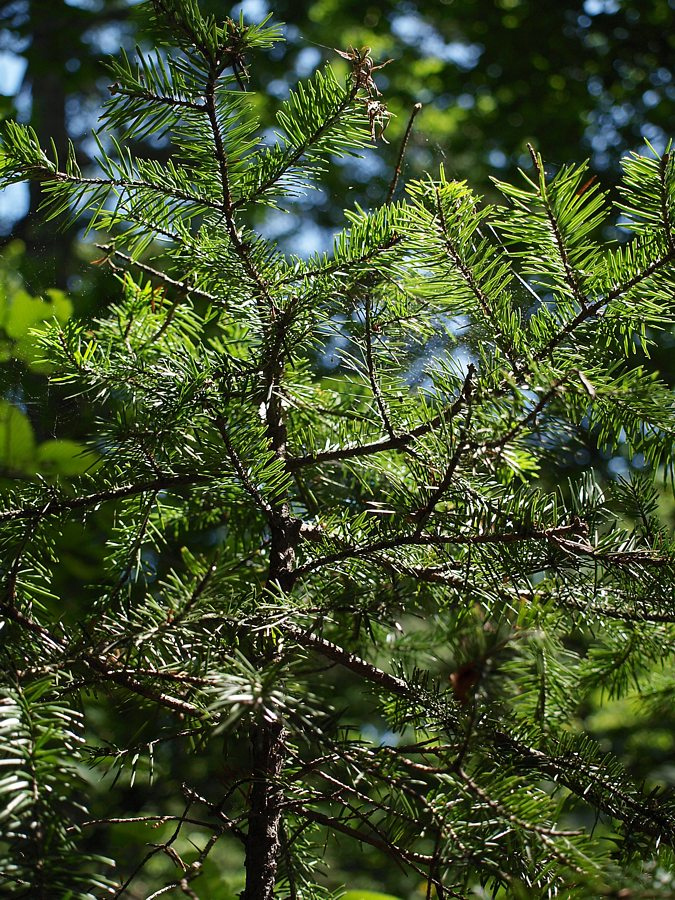 Image of genus Abies specimen.