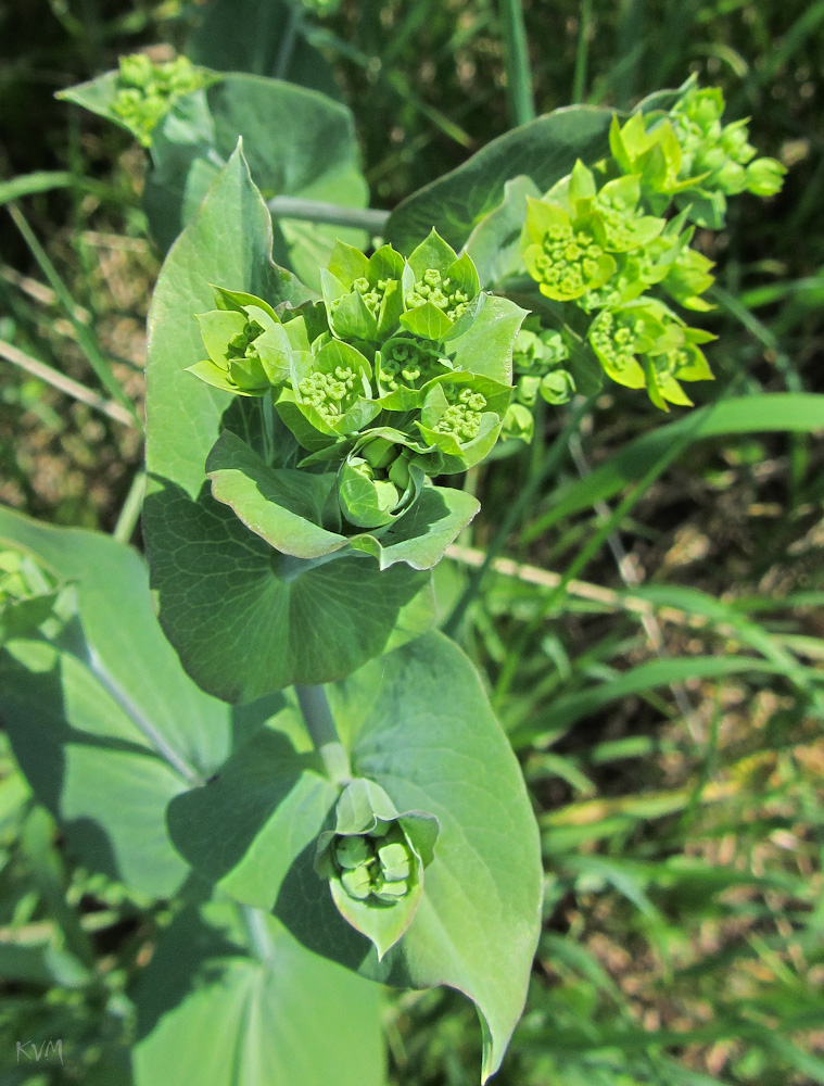 Image of Bupleurum longifolium ssp. aureum specimen.