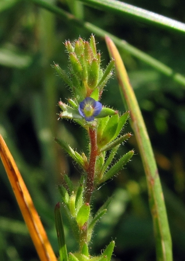 Image of Veronica verna specimen.