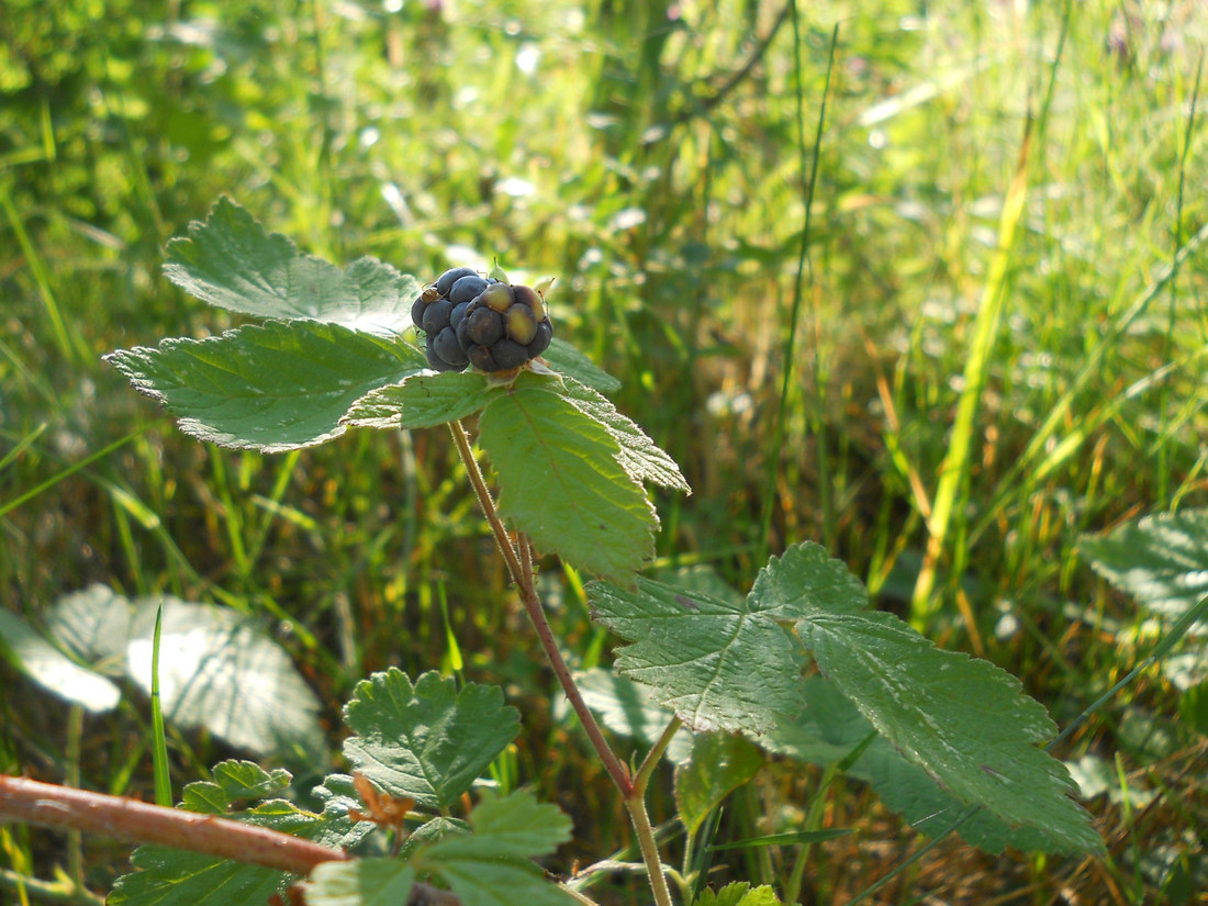 Изображение особи Rubus caesius.