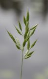 Bromus hordeaceus. Соцветие. Карелия, Ладожское озеро, остров Валаам, каменистый берег. 21.06.2012.