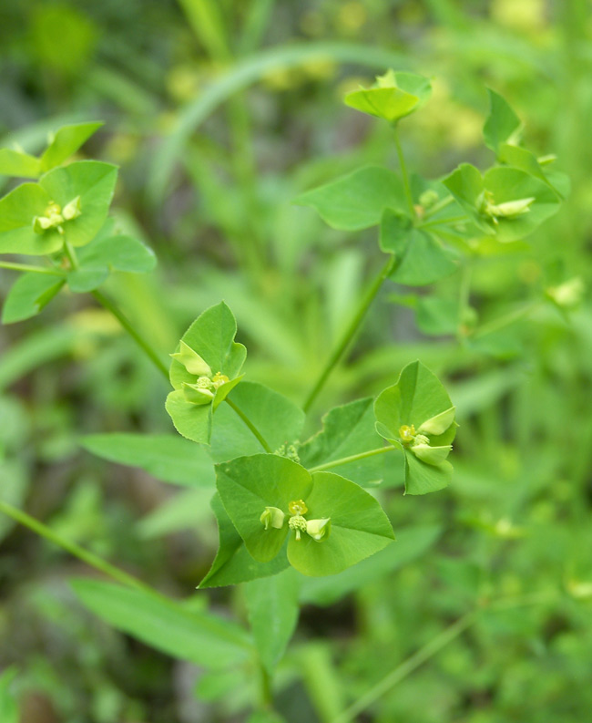 Image of Euphorbia stricta specimen.