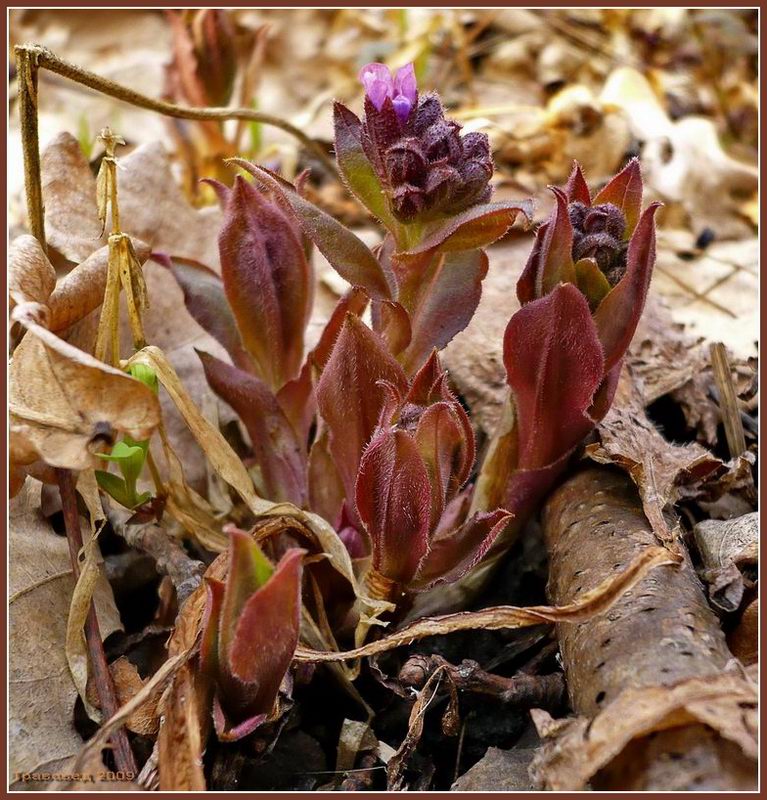 Image of Pulmonaria obscura specimen.