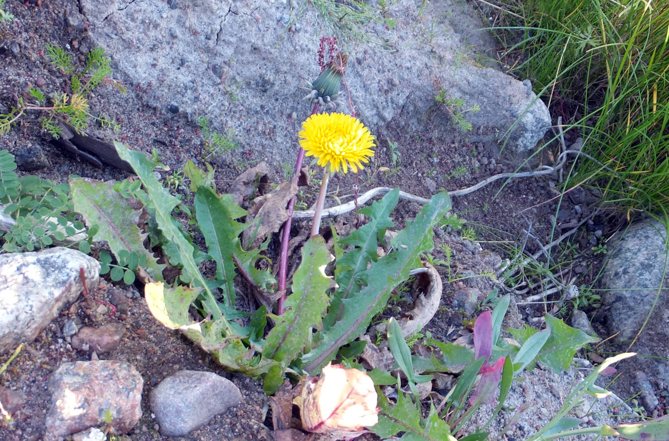 Изображение особи род Taraxacum.