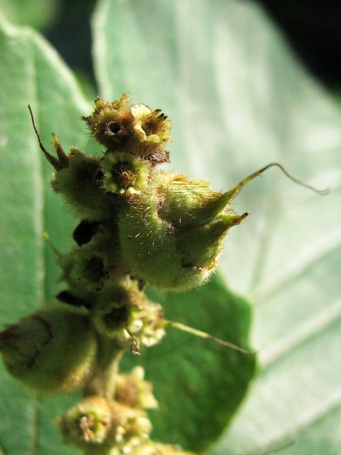 Image of Hamamelis japonica specimen.