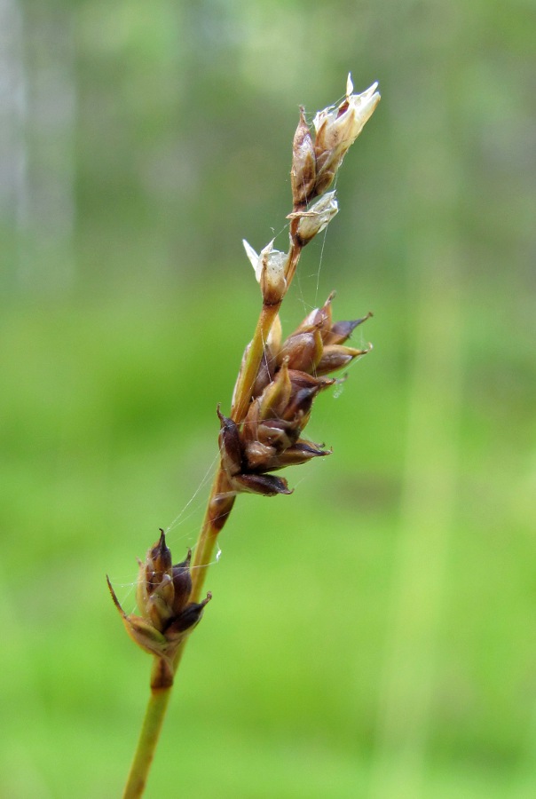 Image of Carex brunnescens specimen.