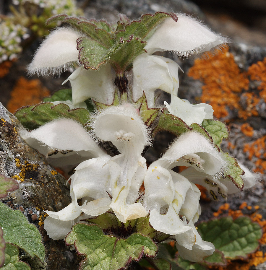 Изображение особи Lamium tomentosum.