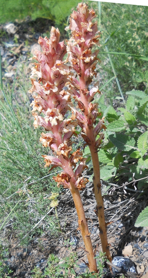 Image of Orobanche kurdica specimen.