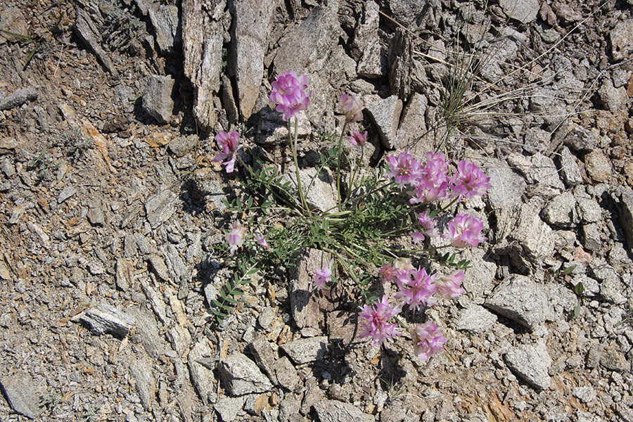 Image of Hedysarum setigerum specimen.