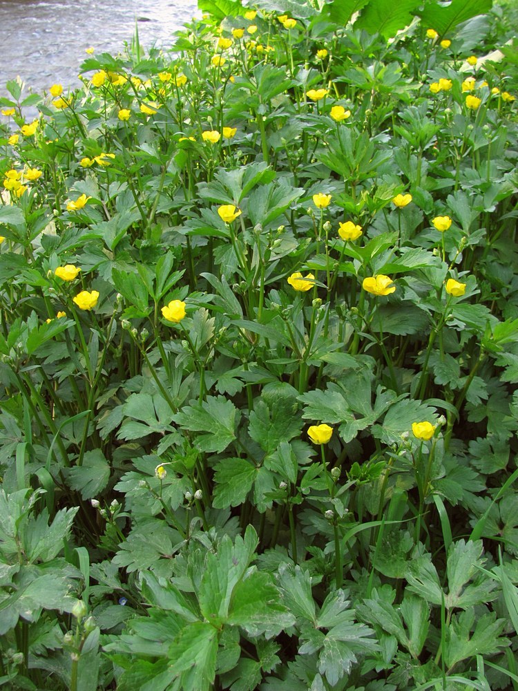 Image of Ranunculus repens specimen.