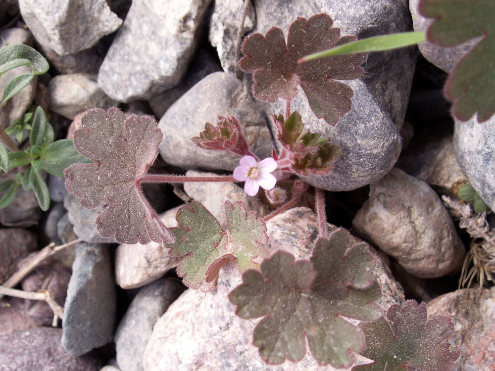 Изображение особи Geranium rotundifolium.