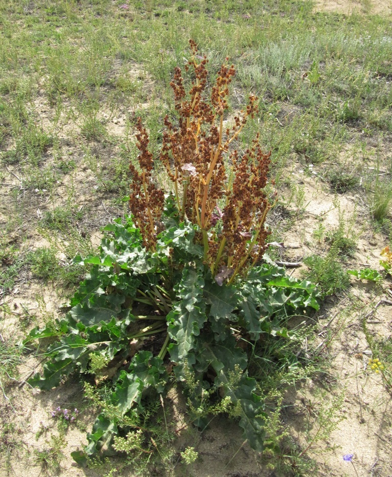 Image of Rheum rhabarbarum specimen.