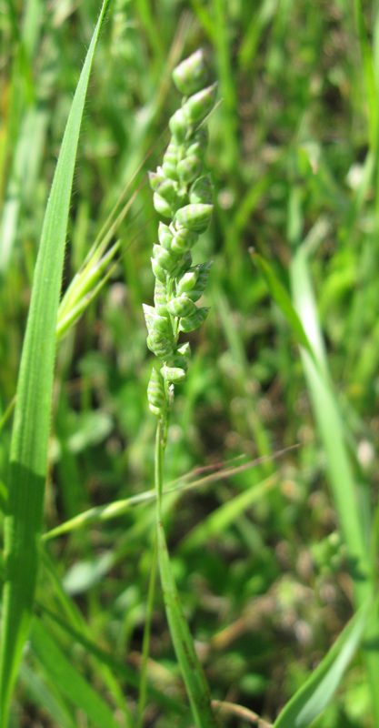 Изображение особи Brizochloa humilis.