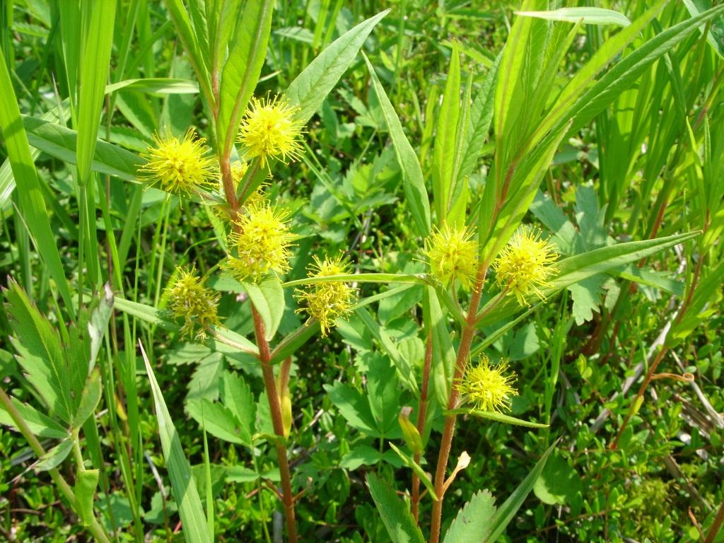 Image of Naumburgia thyrsiflora specimen.