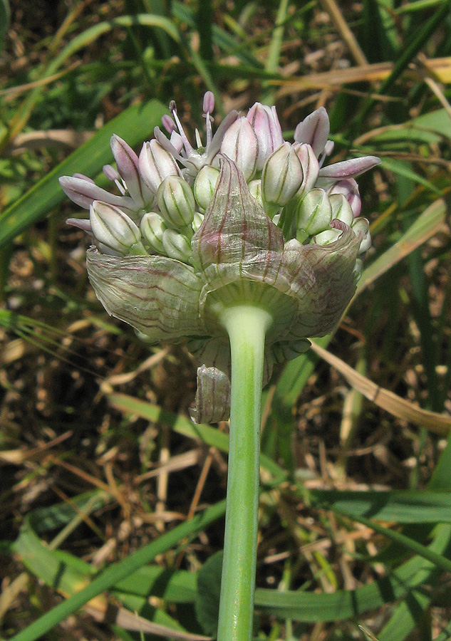 Image of Allium quercetorum specimen.