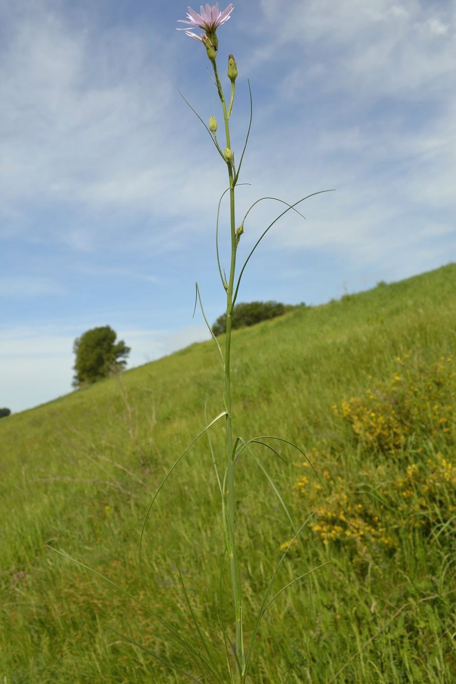 Image of Scorzonera purpurea specimen.