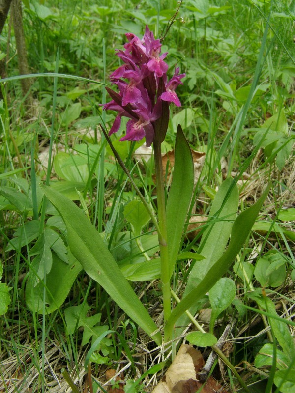 Изображение особи Dactylorhiza sambucina.