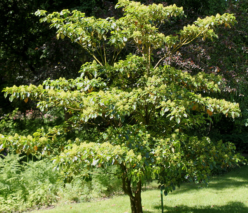 Image of Trochodendron aralioides specimen.