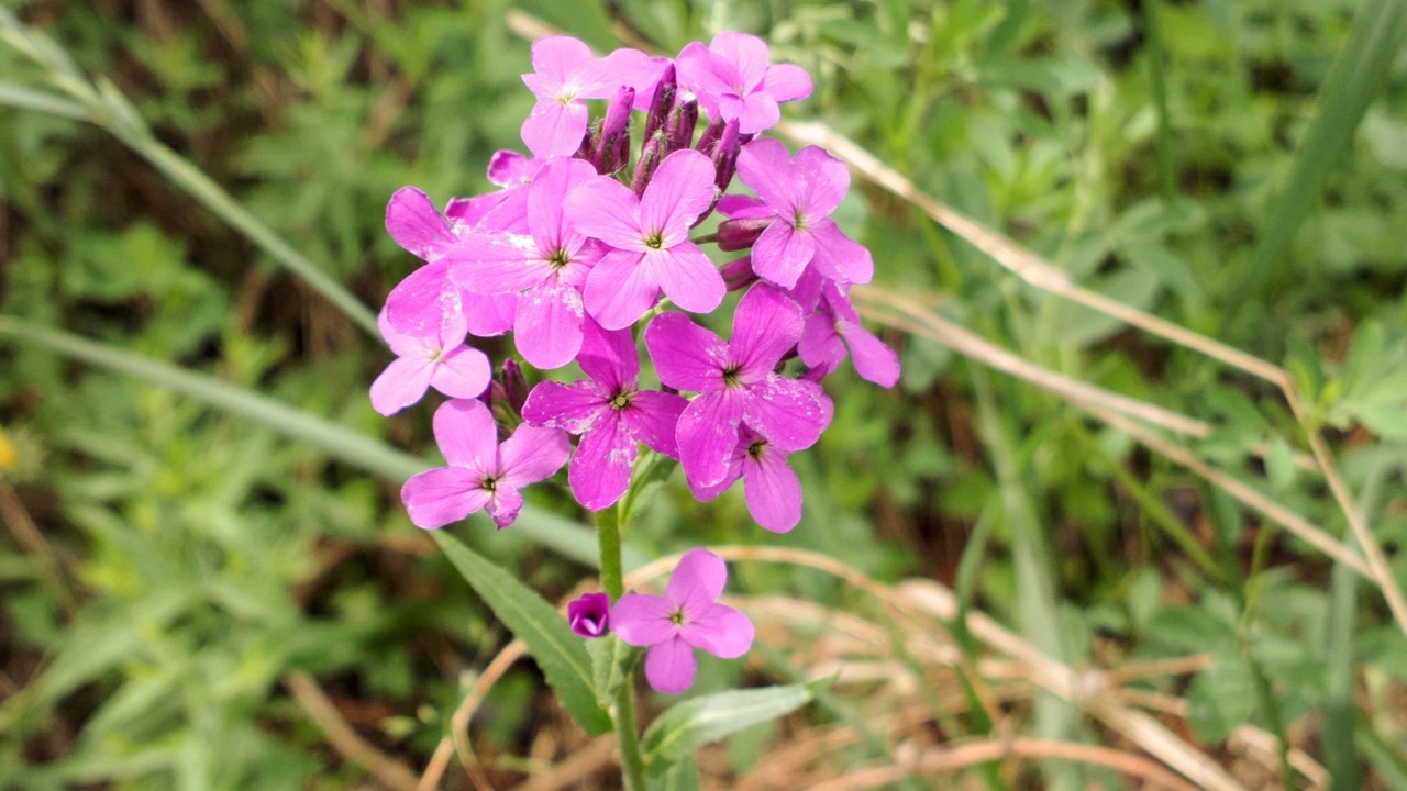 Image of Hesperis sibirica specimen.