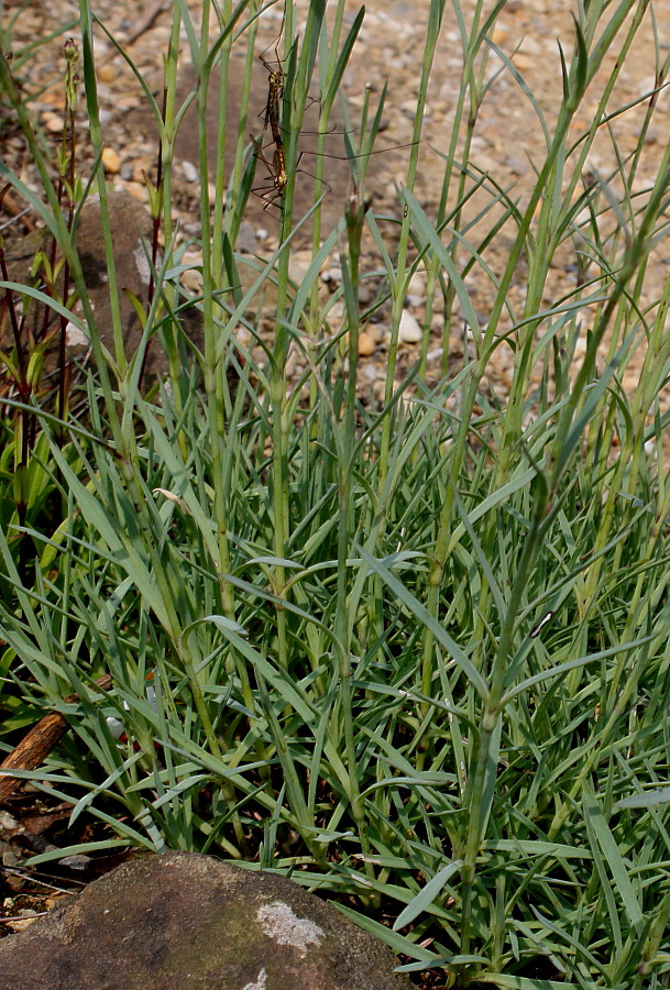 Image of genus Dianthus specimen.