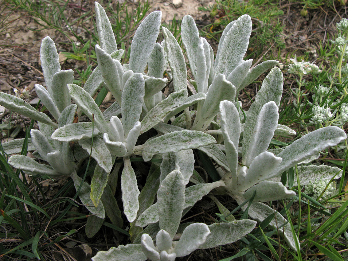 Image of Sideritis euxina specimen.