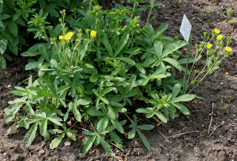 Image of Potentilla verna specimen.