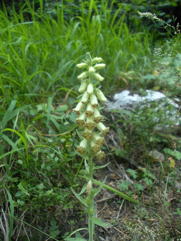 Image of Digitalis viridiflora specimen.