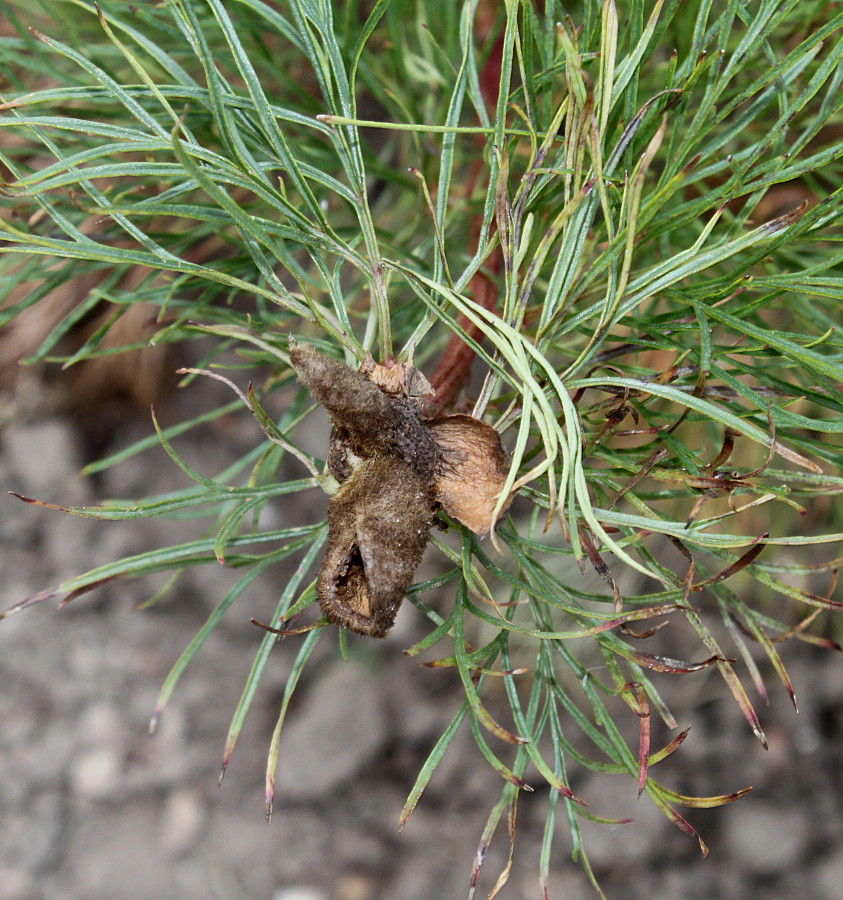 Image of Paeonia tenuifolia specimen.