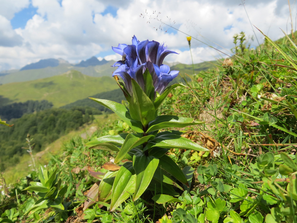 Image of Gentiana septemfida specimen.