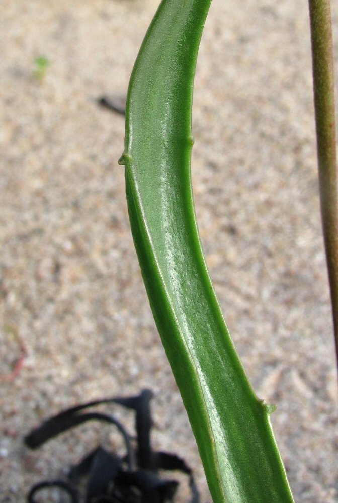 Image of Plantago maritima specimen.