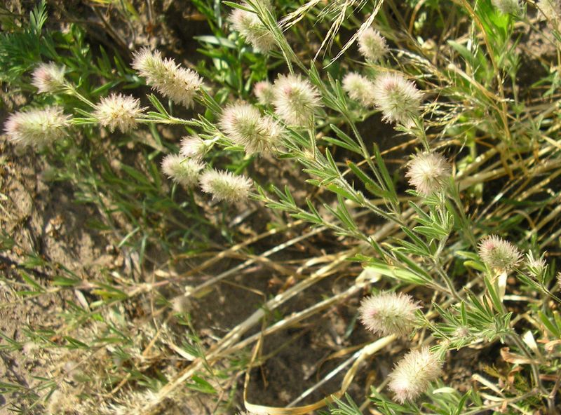 Image of Trifolium arvense specimen.