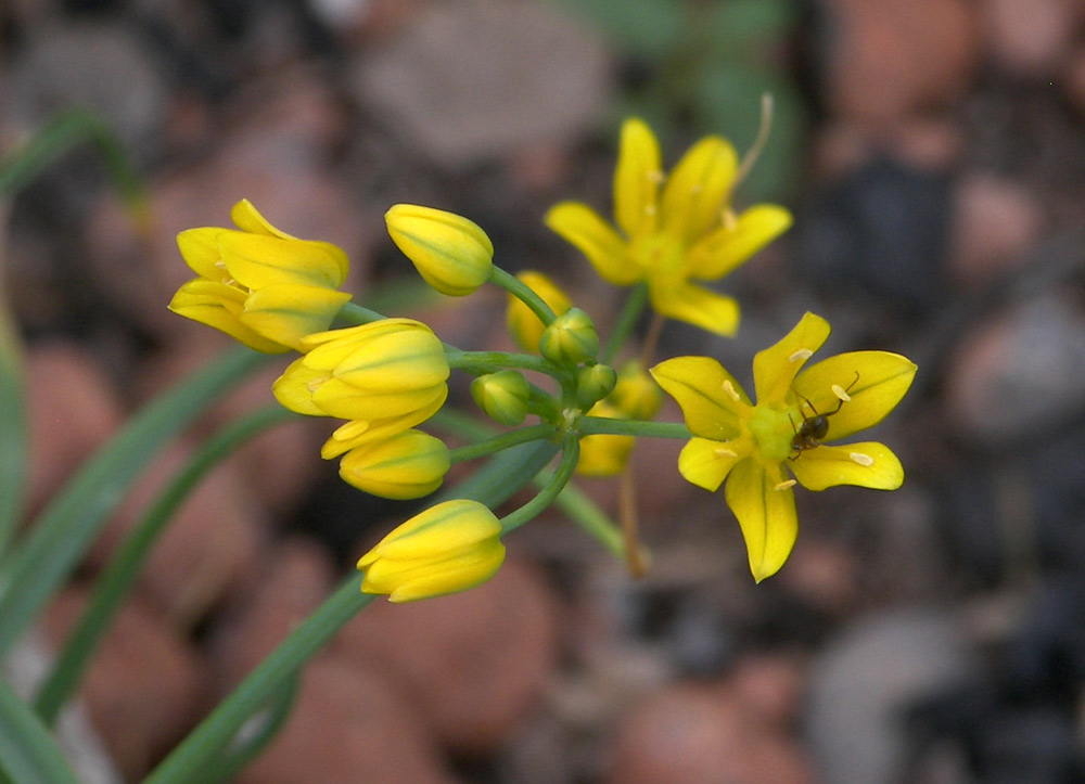 Image of Allium scorzonerifolium specimen.