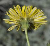 genus Sonchus