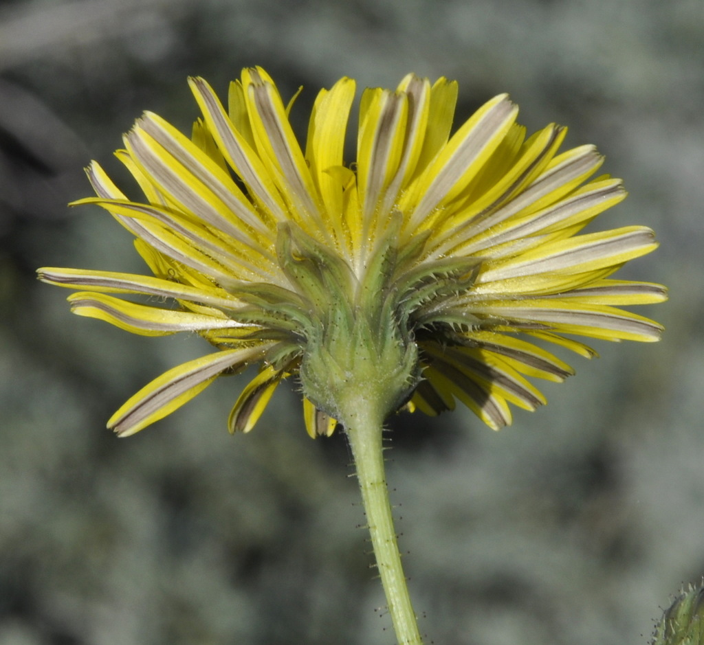 Изображение особи род Sonchus.