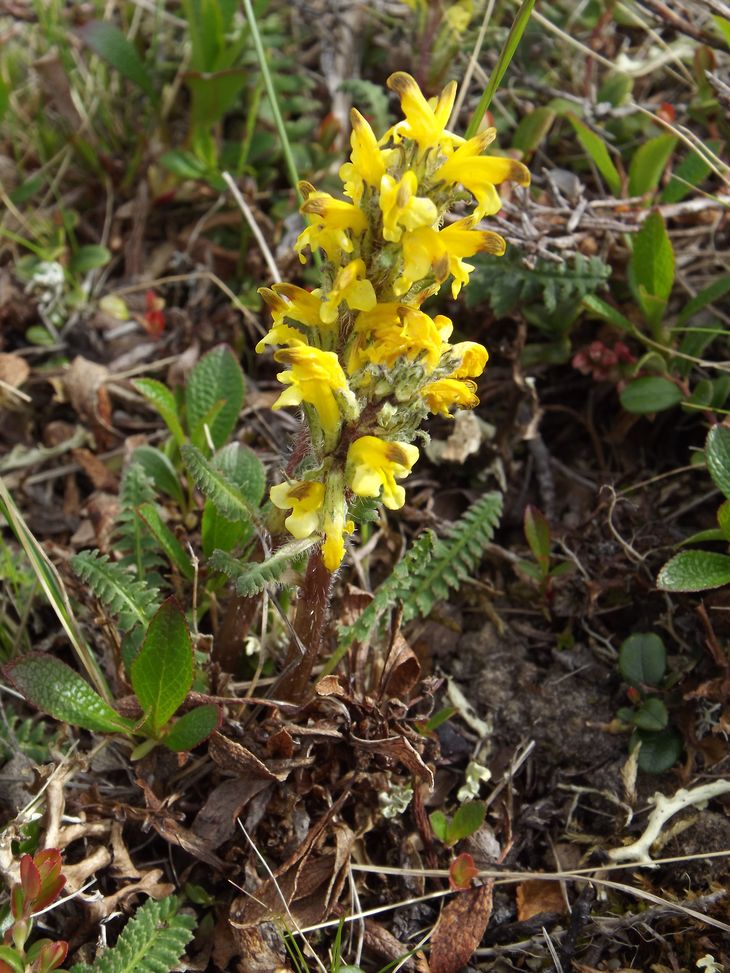 Изображение особи Pedicularis oederi.