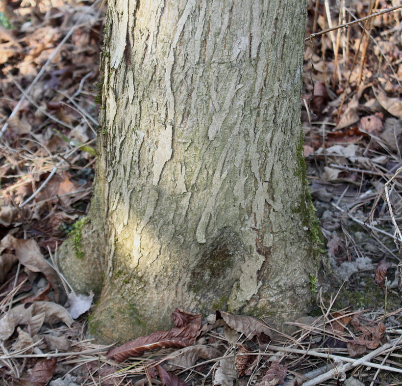 Image of Carya tomentosa specimen.