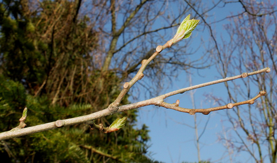 Image of Actinidia melanandra specimen.