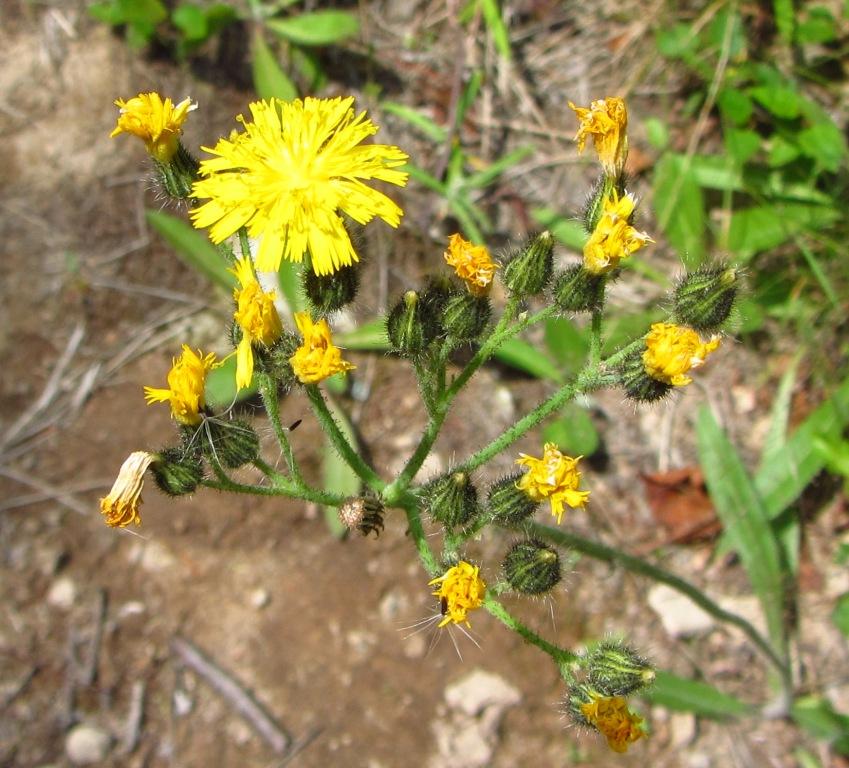 Image of genus Pilosella specimen.