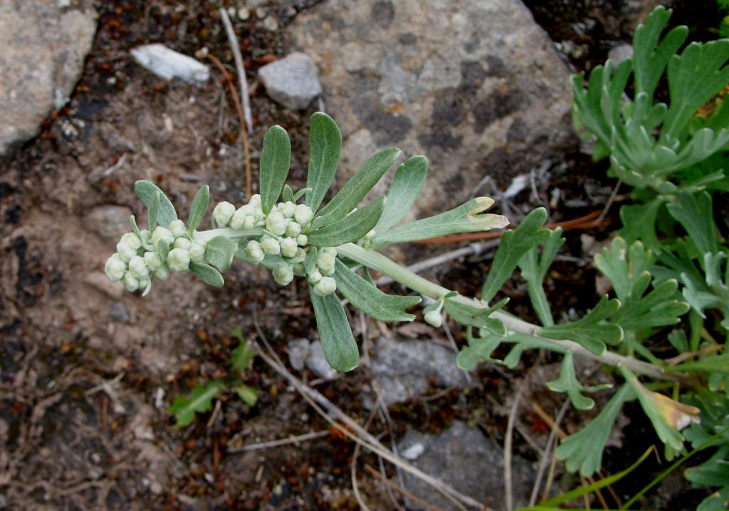 Image of Artemisia lagocephala specimen.