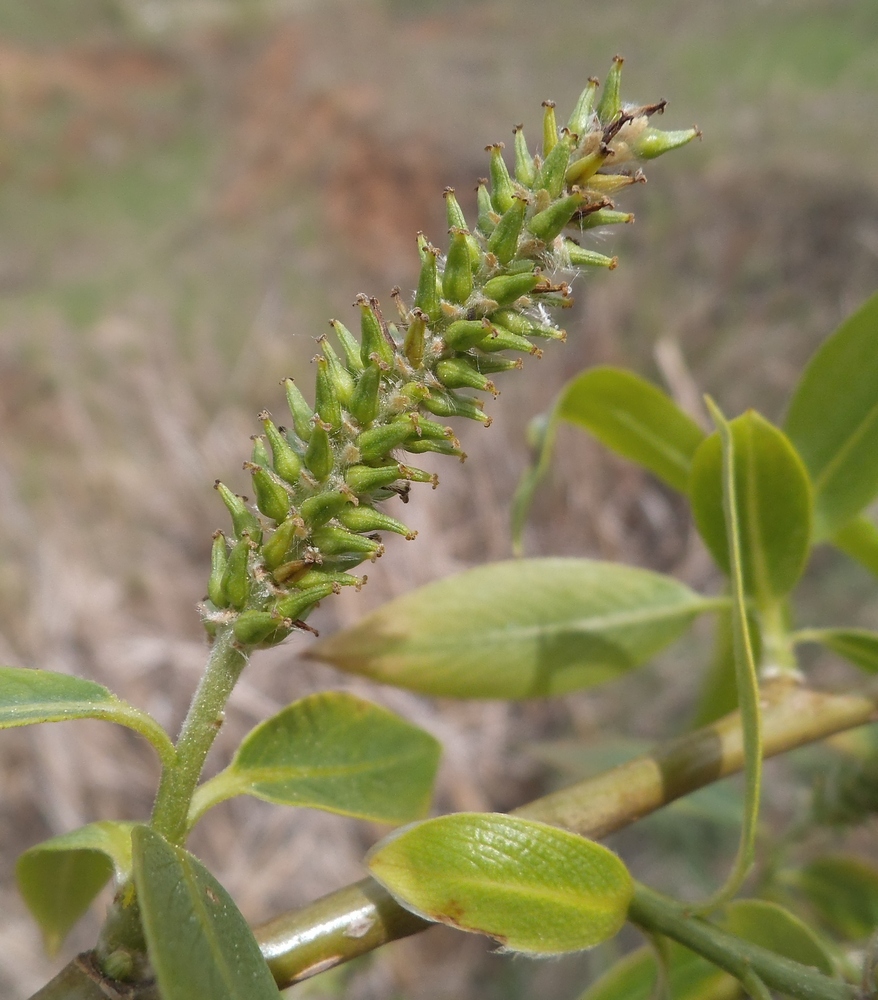 Image of Salix &times; lispoclados specimen.